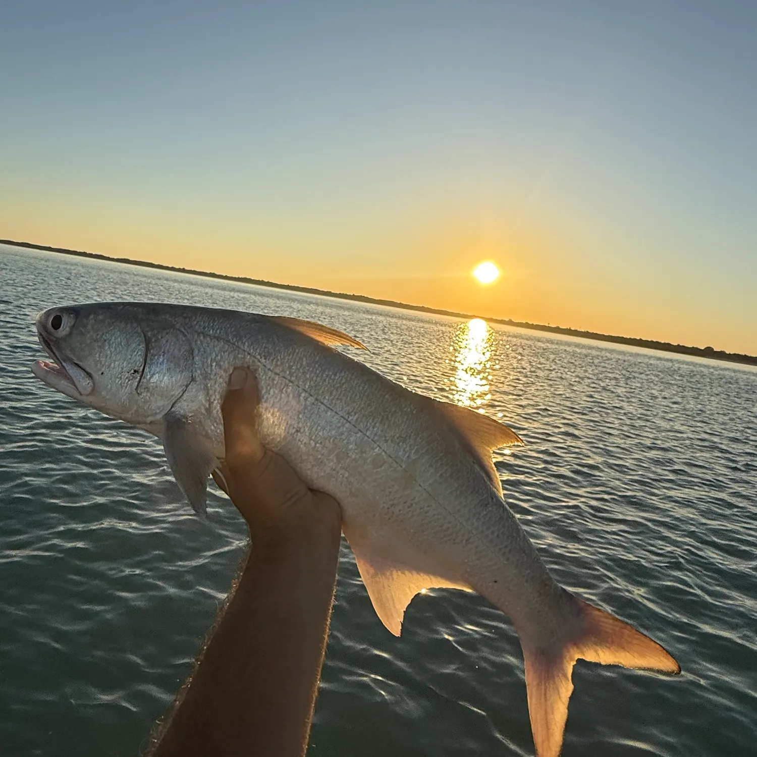 The most recent Fourfinger threadfin catches on Fishbrain