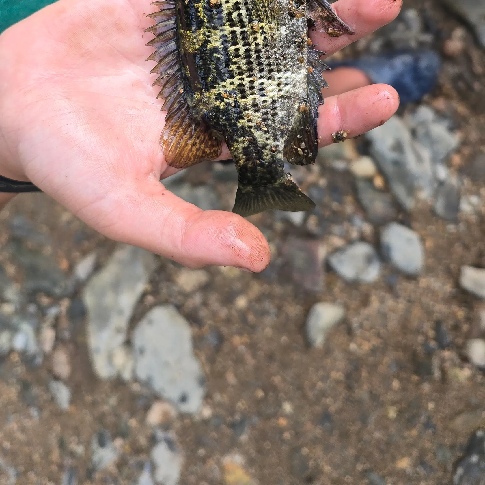 Rock bass caught on Fishbrain
