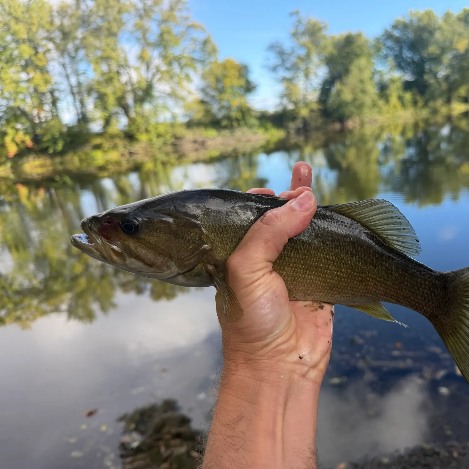 Smallmouth bass caught on Fishbrain