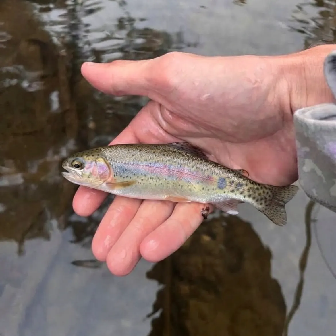 Rainbow trout caught on Fishbrain