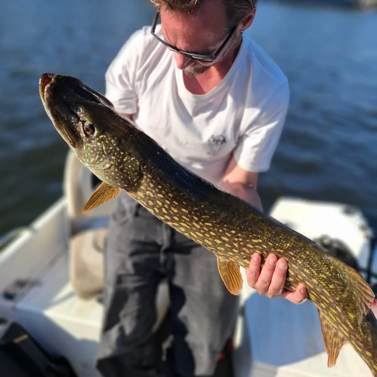 Northern pike caught on Fishbrain