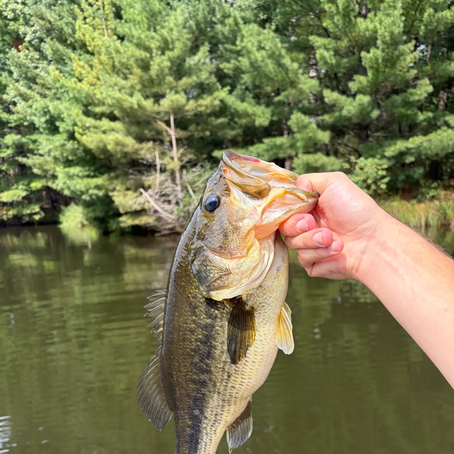 Largemouth bass caught on Fishbrain