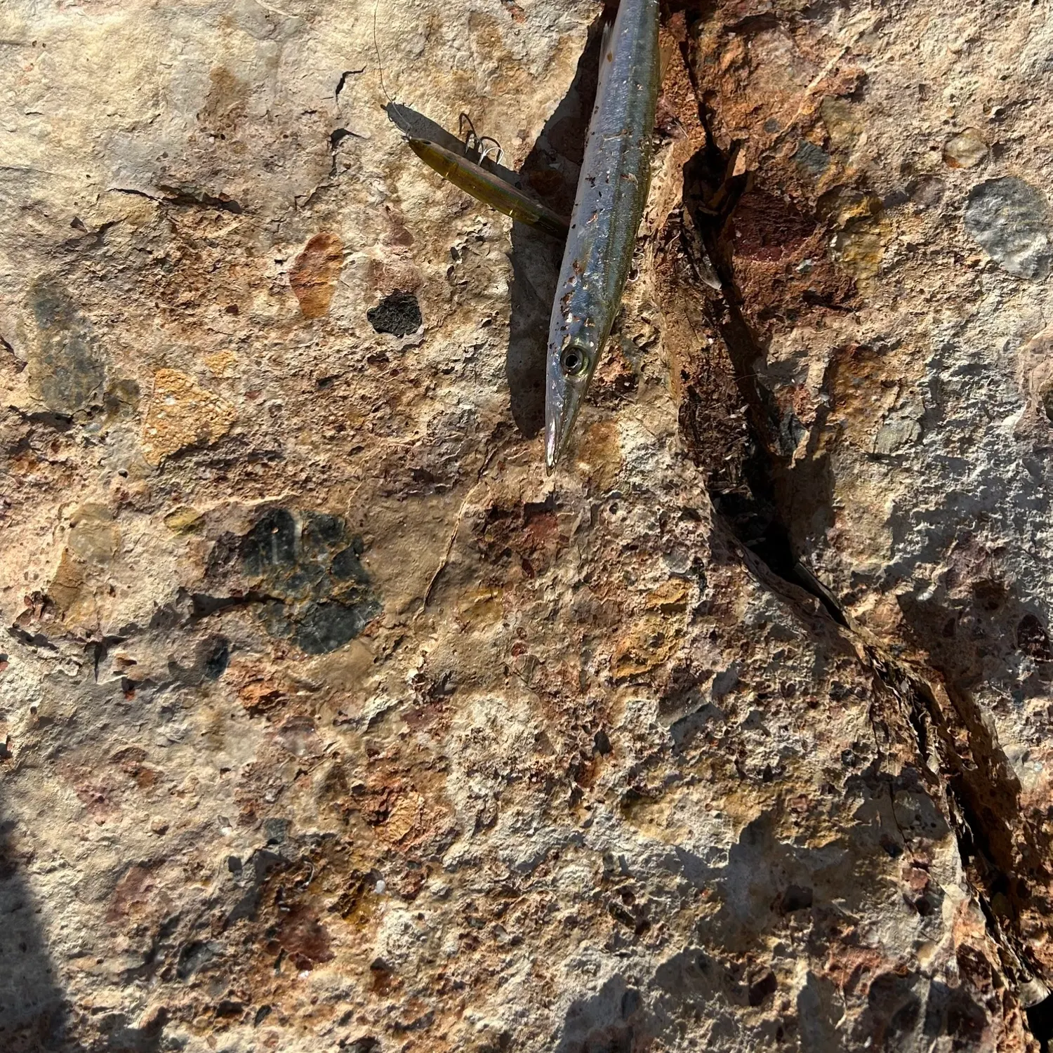 The most recent Agujon needlefish catches on Fishbrain