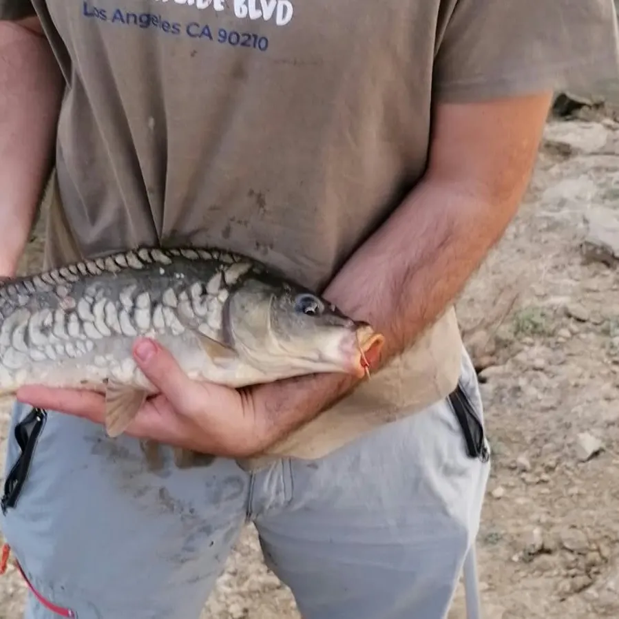 Mirror carp caught on Fishbrain