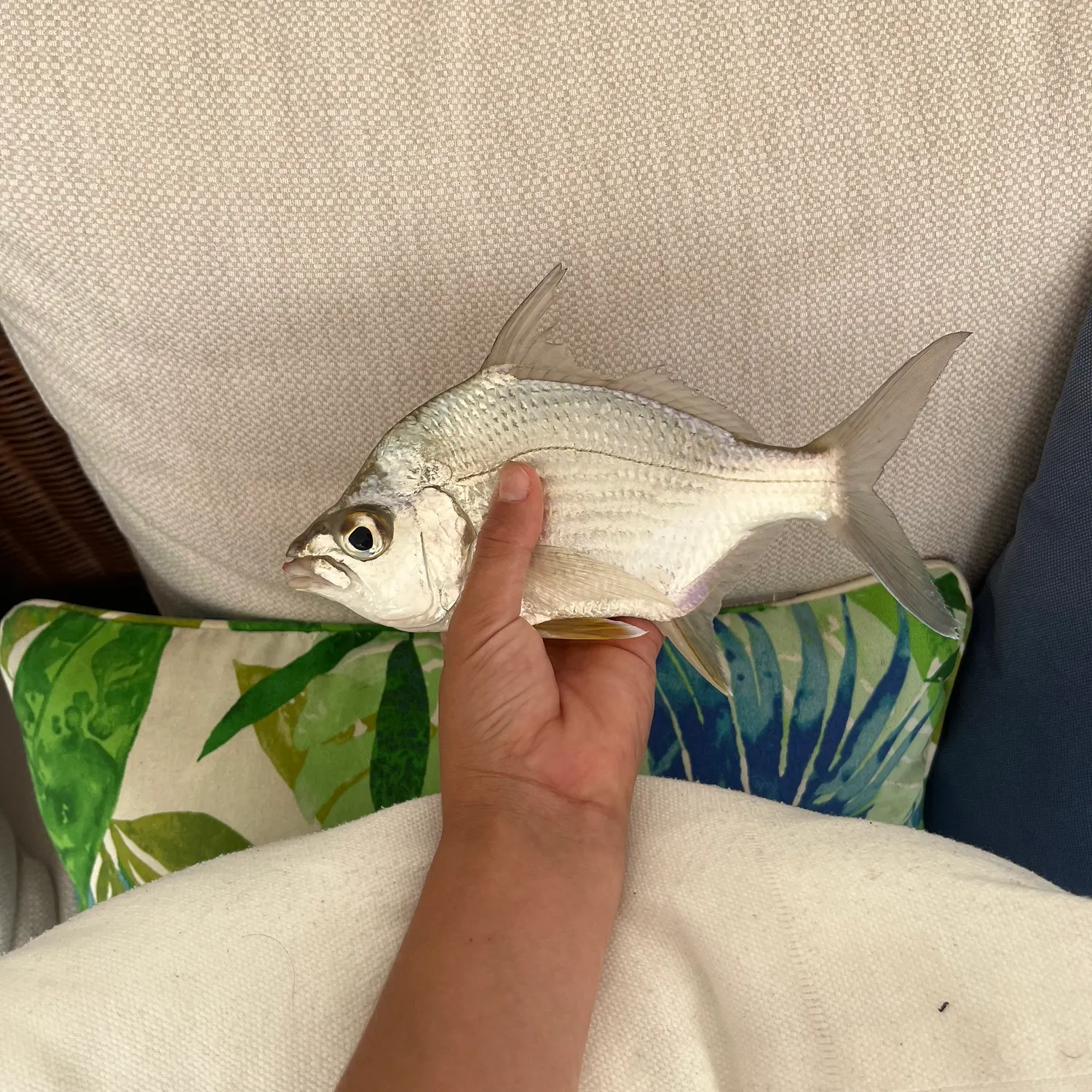 The most recent Irish mojarra catches on Fishbrain