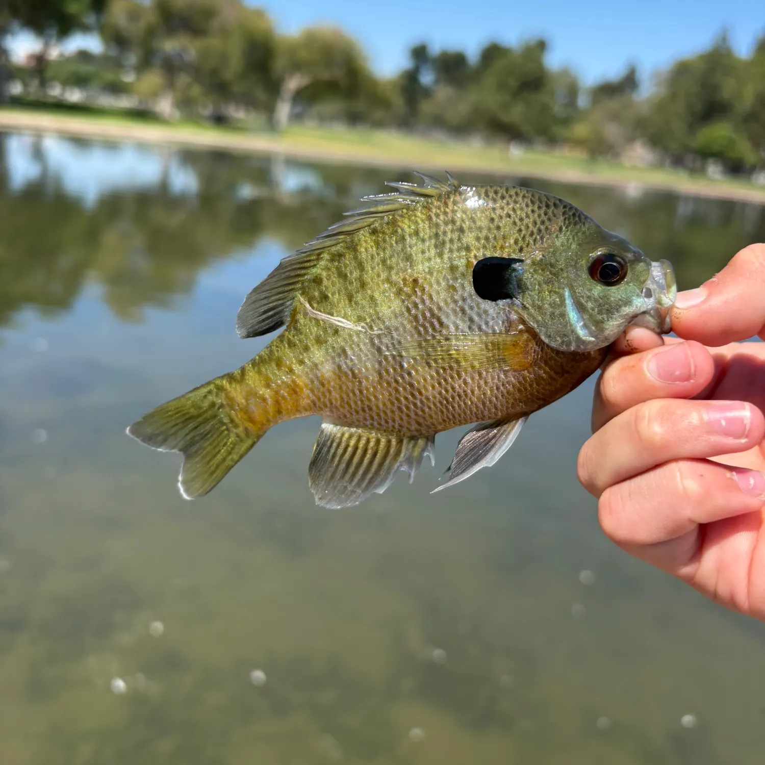 Bluegill caught on Fishbrain