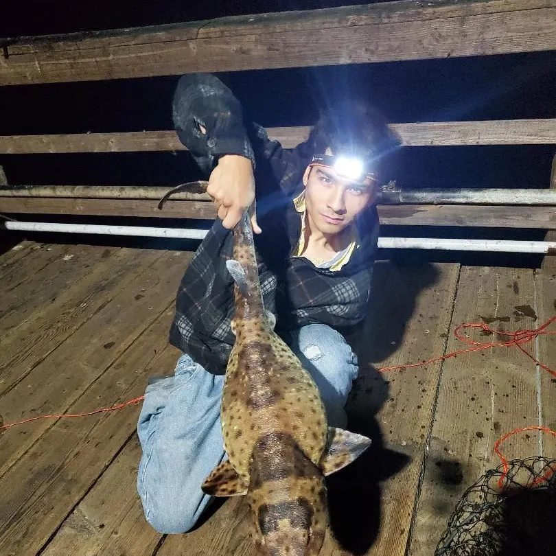 The most recent Blotchy swell shark catches on Fishbrain