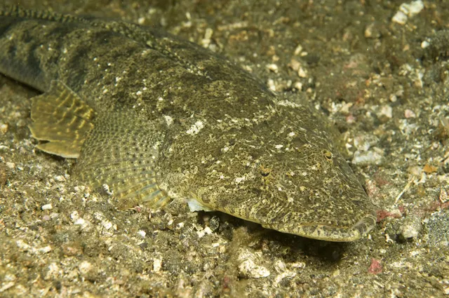 Japanese flathead