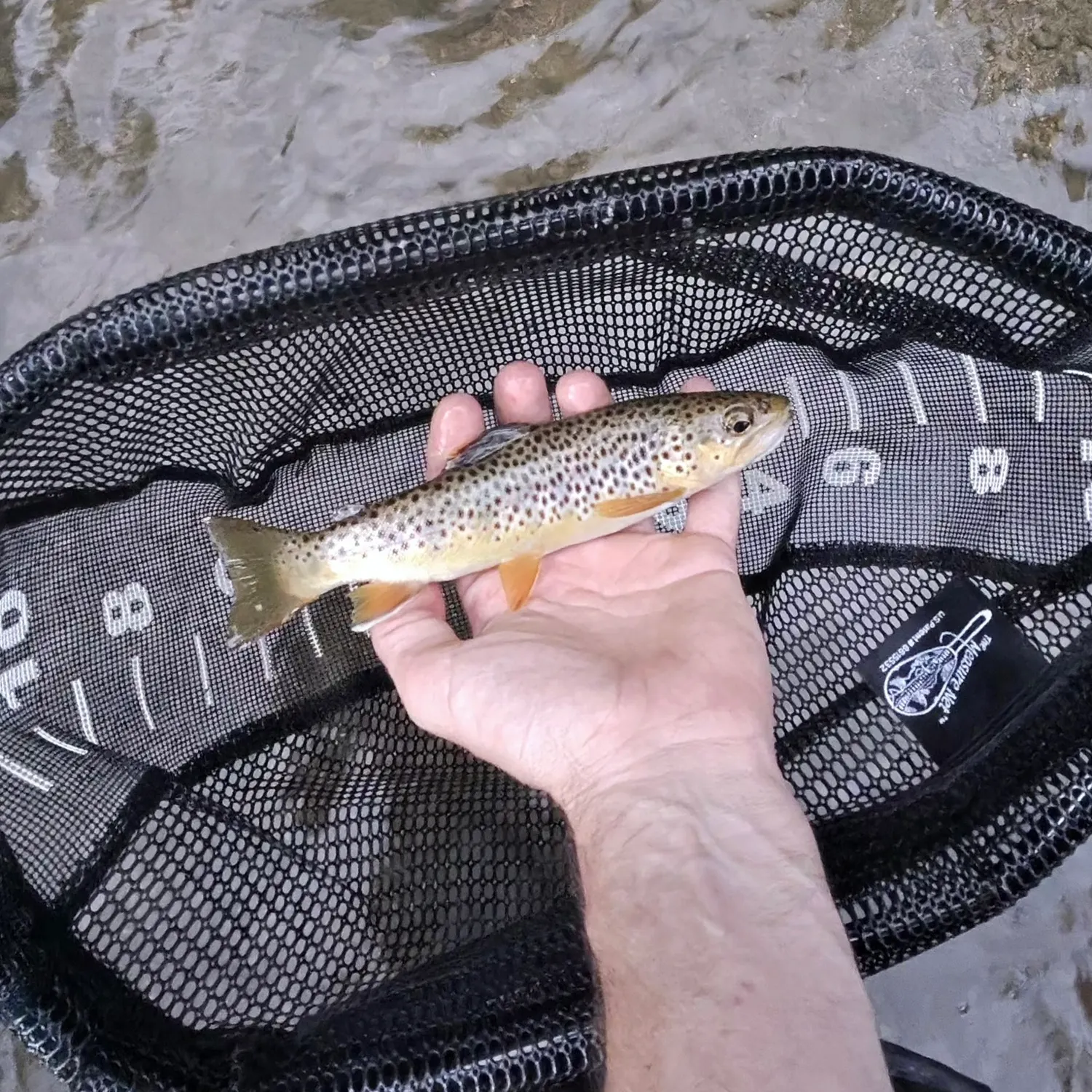Brown trout caught on Fishbrain