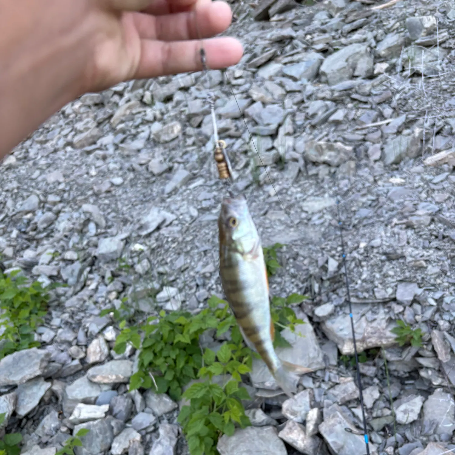 European perch caught on Fishbrain