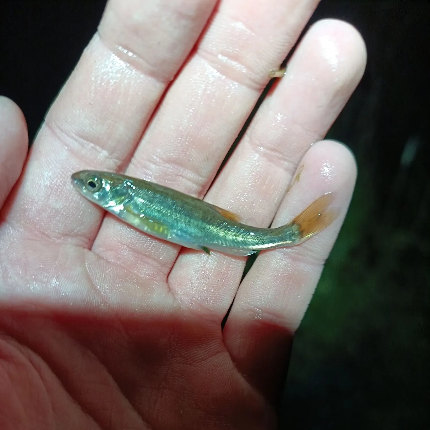 The most recent Eurasian minnow catches on Fishbrain