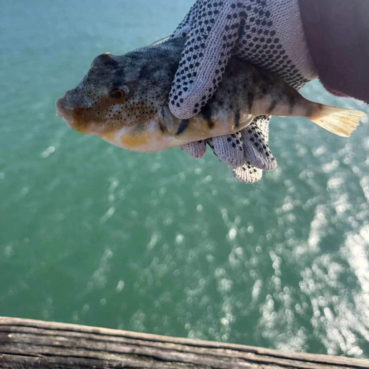 Northern puffer caught on Fishbrain