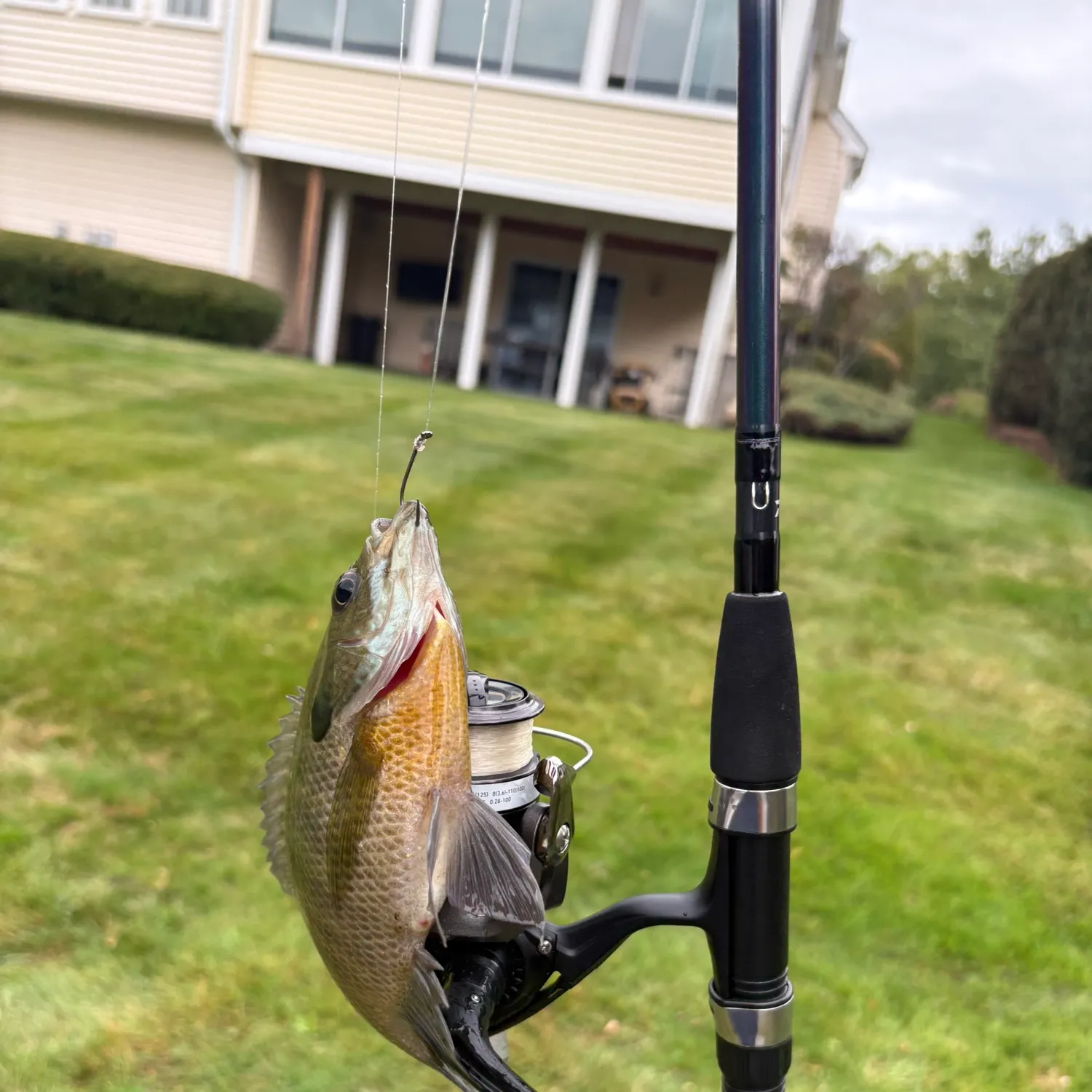 Bluegill caught on Fishbrain