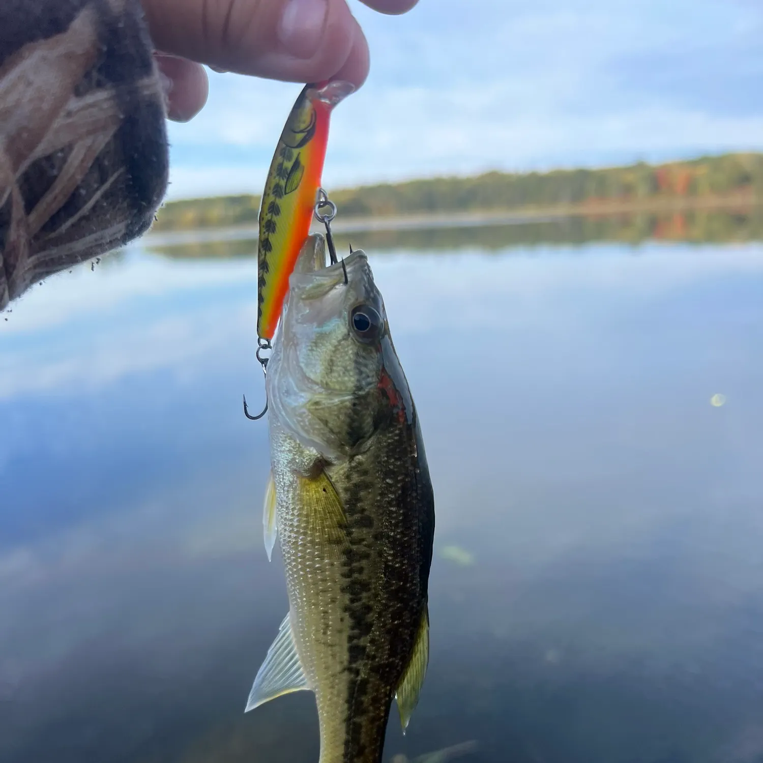 Largemouth bass caught on Fishbrain