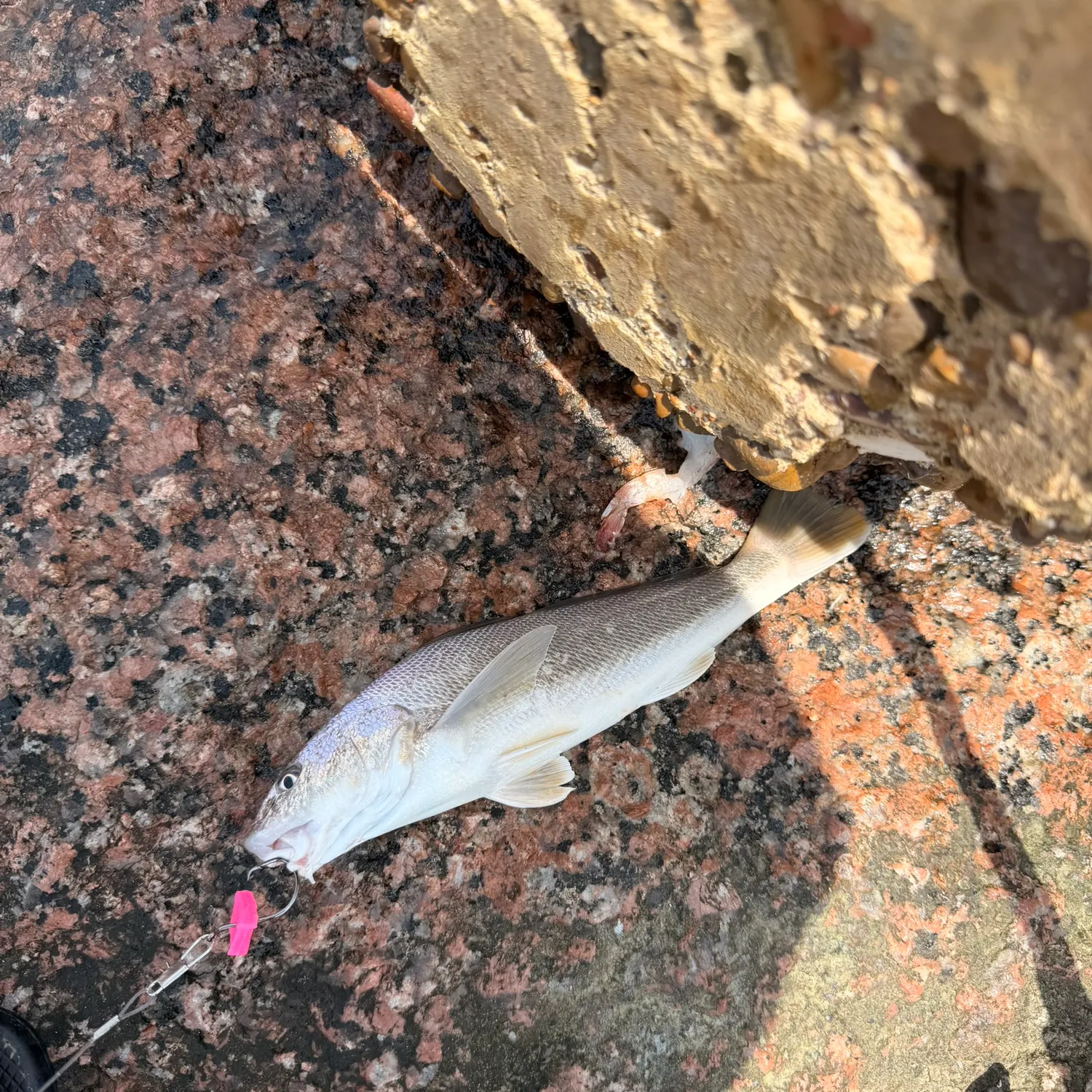 The most recent Gulf kingcroaker catches on Fishbrain