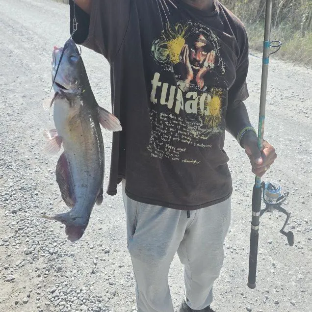 The most recent Blue catfish catches on Fishbrain