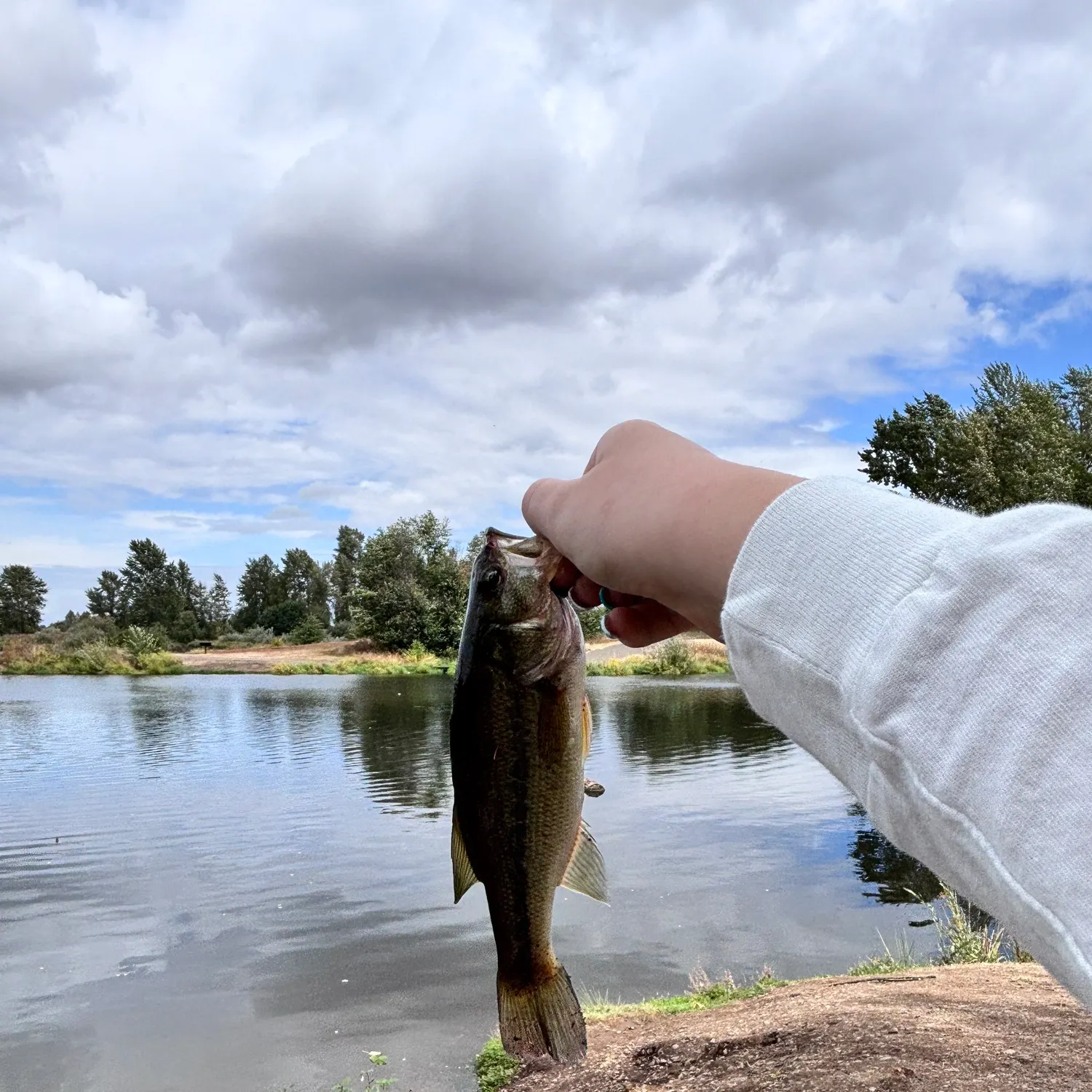 Largemouth bass caught on Fishbrain