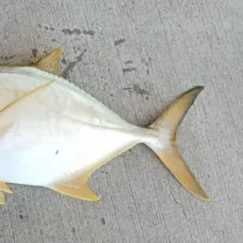 The most recent Golden trevally catches on Fishbrain