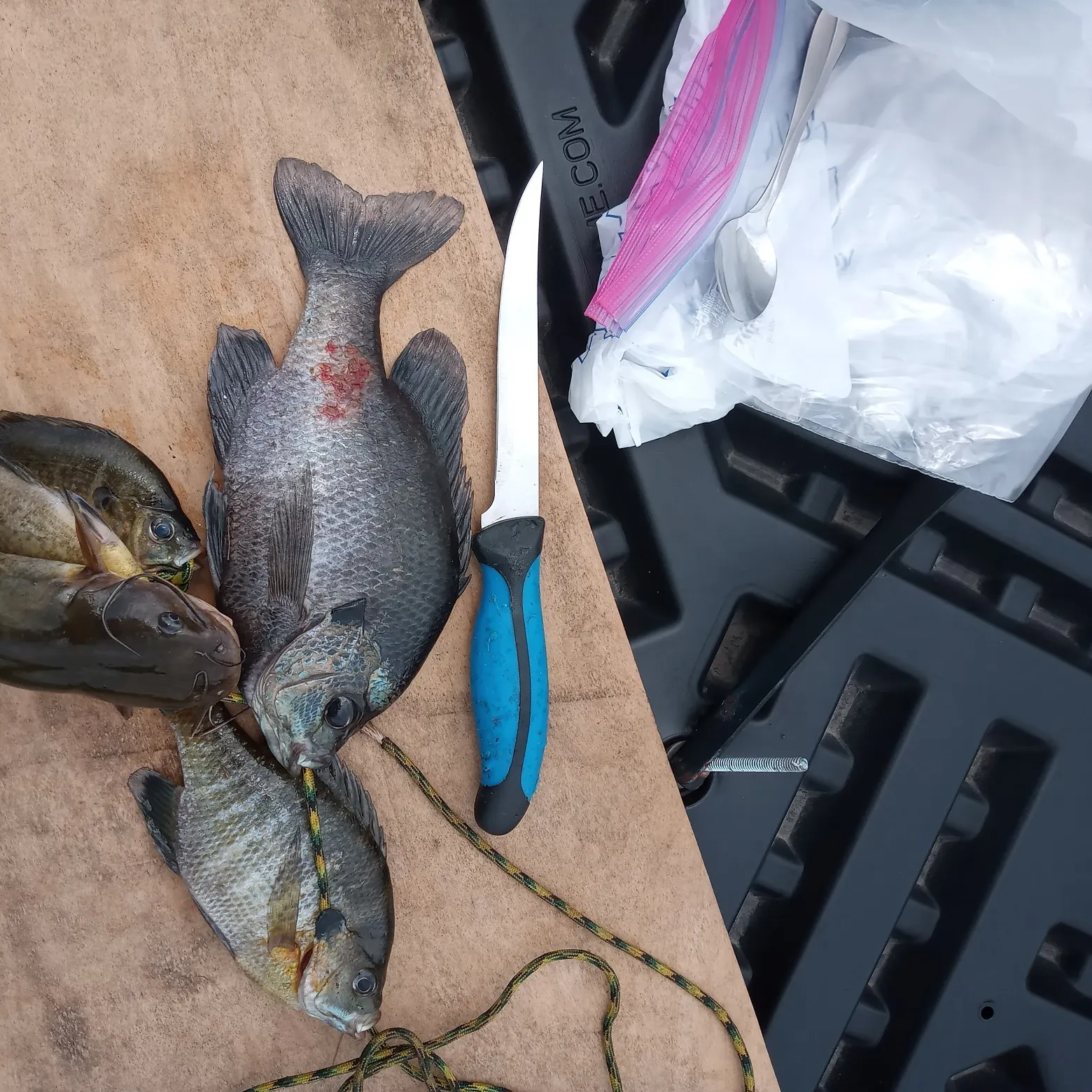 recently logged catches