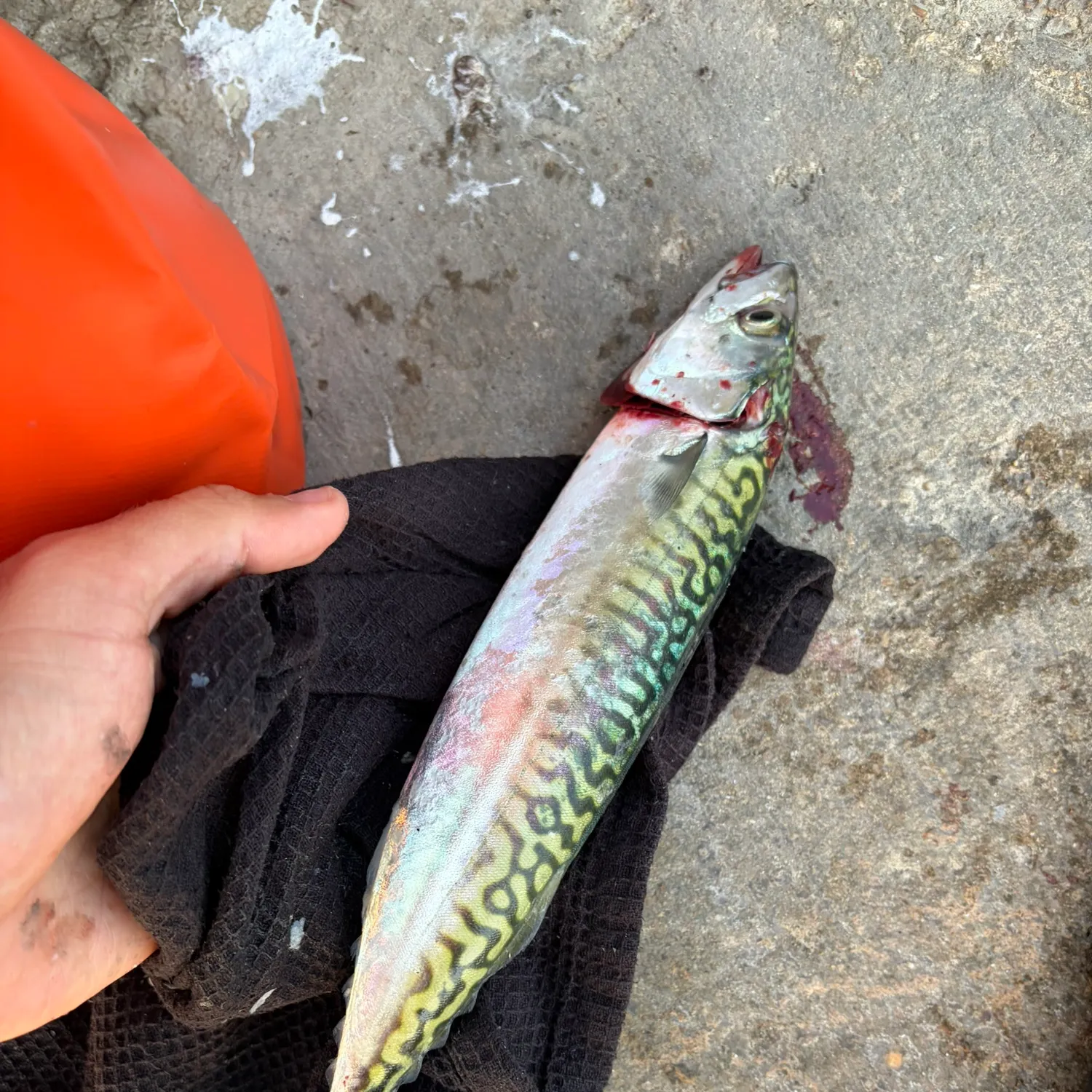 Atlantic mackerel caught on Fishbrain