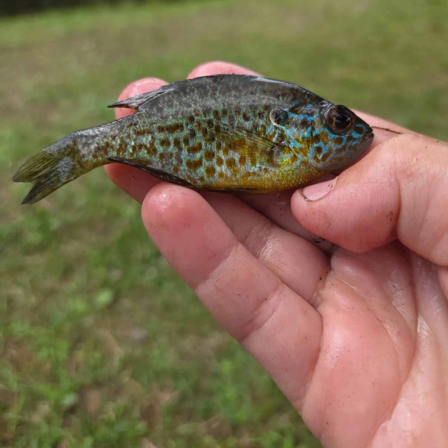 Pumpkinseed caught on Fishbrain