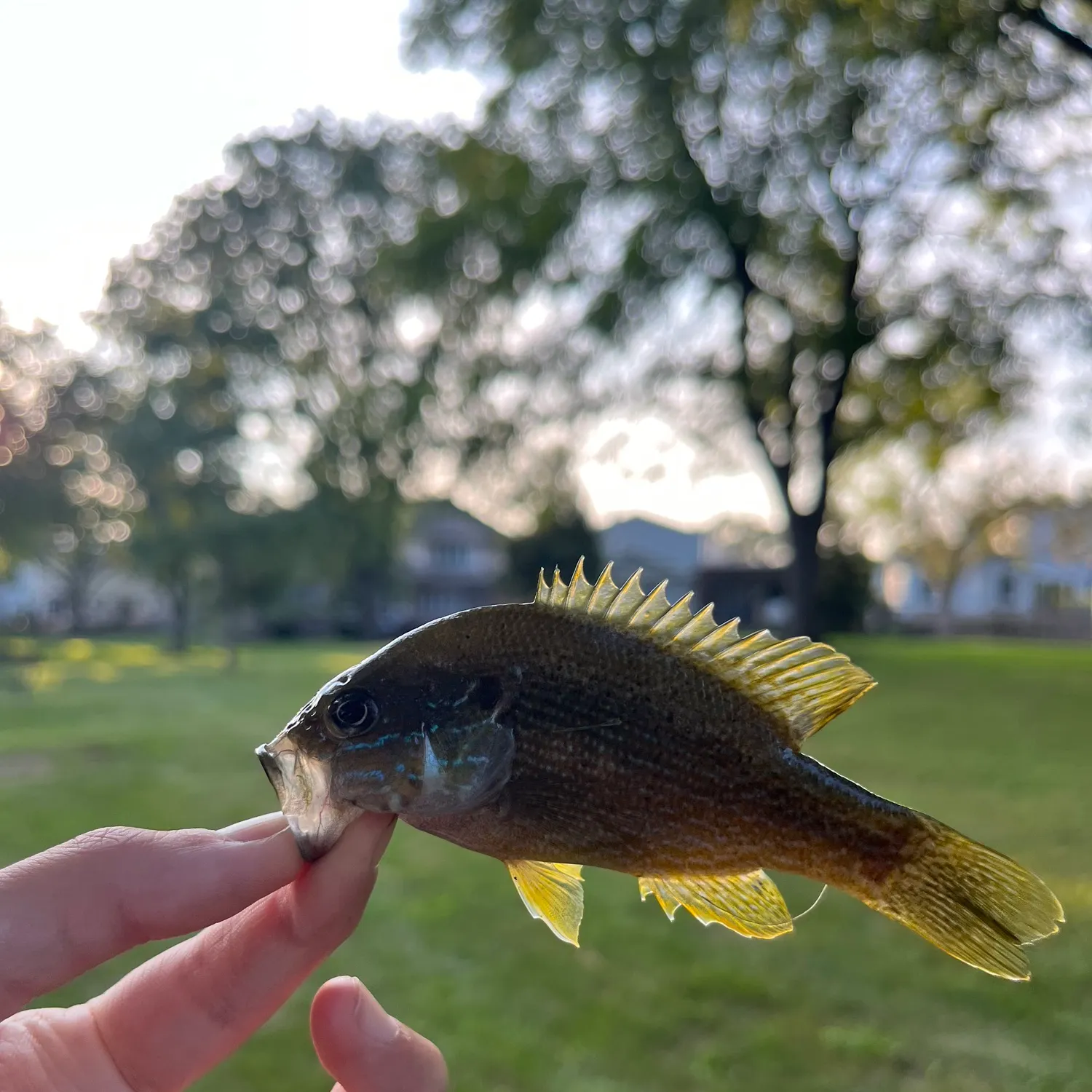 Green sunfish caught on Fishbrain