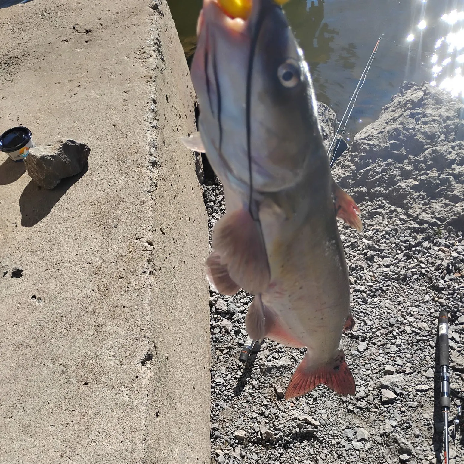 Channel catfish caught on Fishbrain