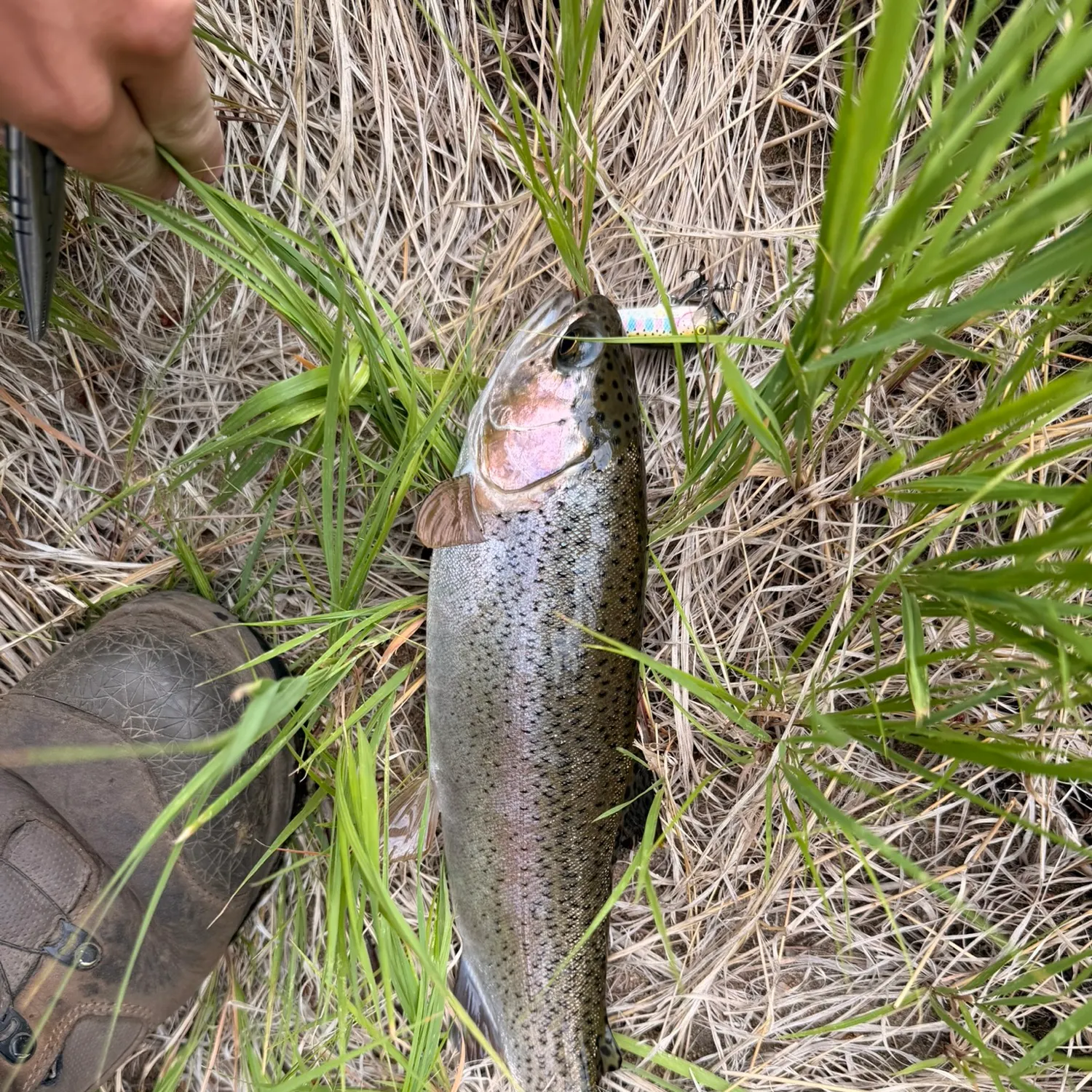 Rainbow trout caught on Fishbrain
