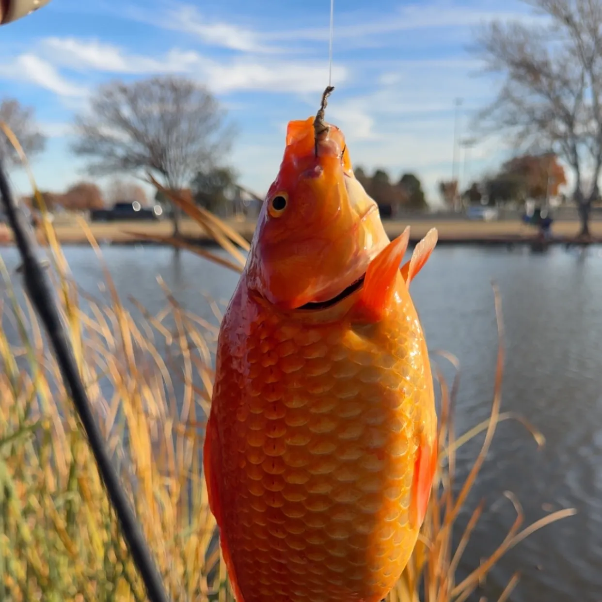 The most recent Koi carp catches on Fishbrain