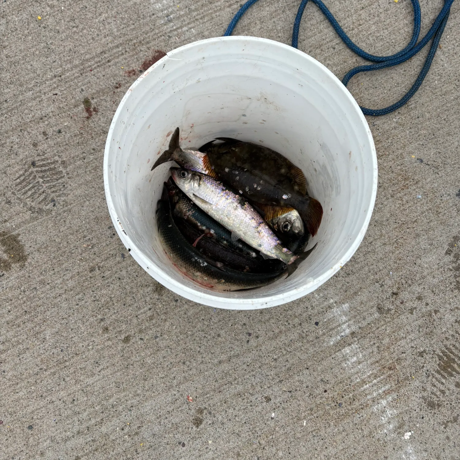 The most recent Atlantic herring catches on Fishbrain