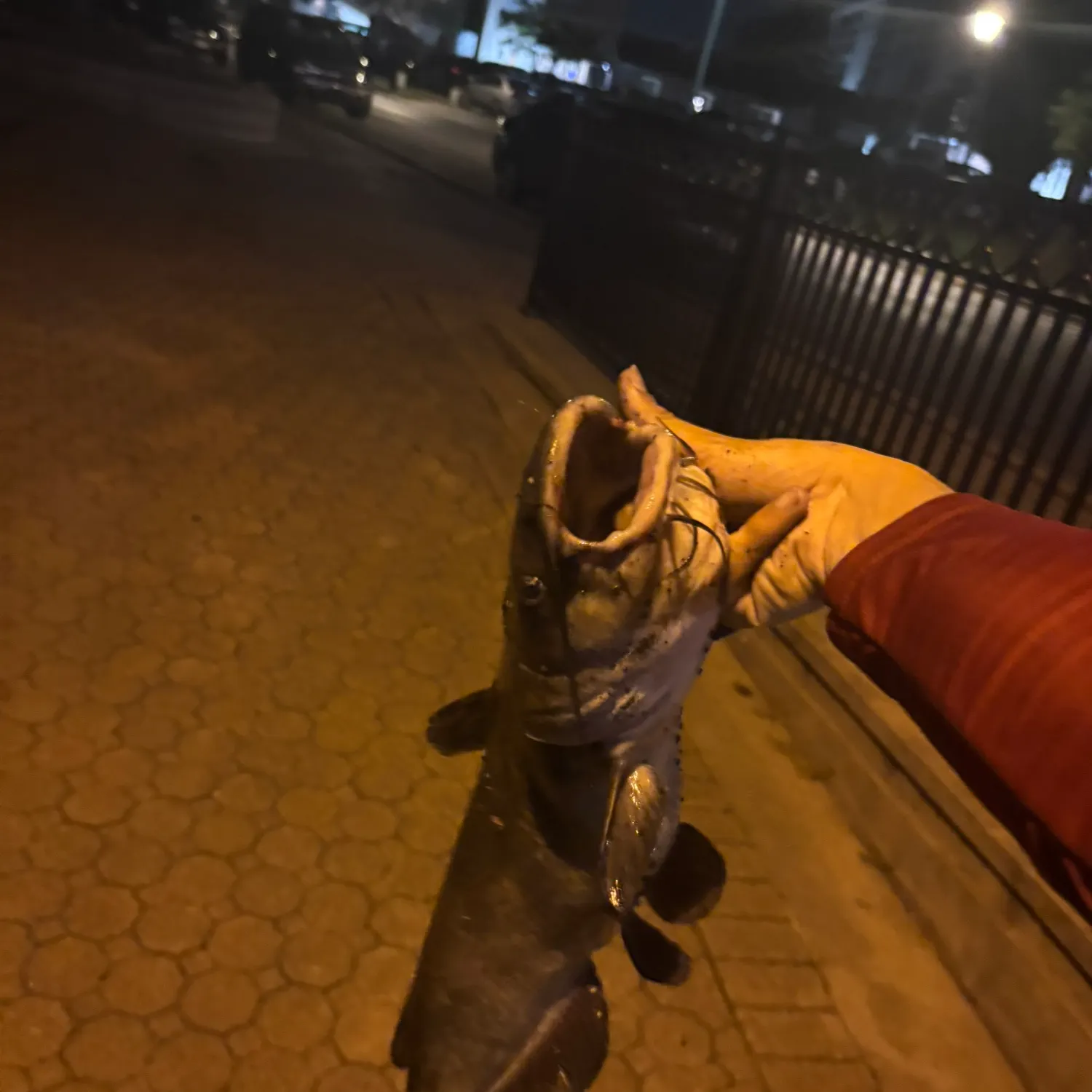 catch
