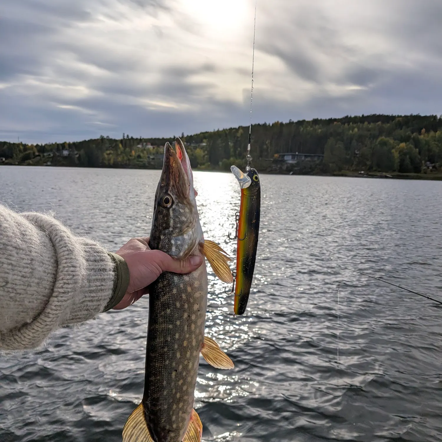 Northern pike caught on Fishbrain