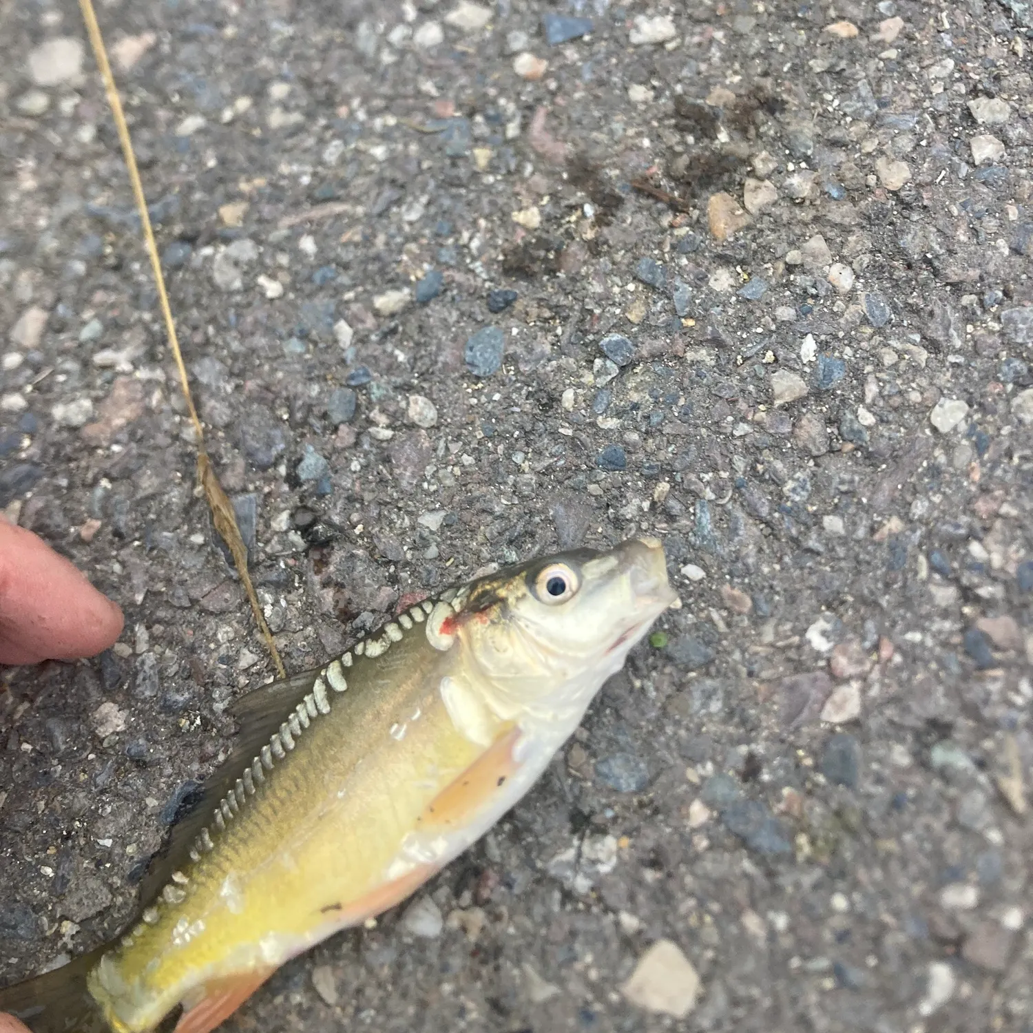 The most recent Mirror carp catches on Fishbrain