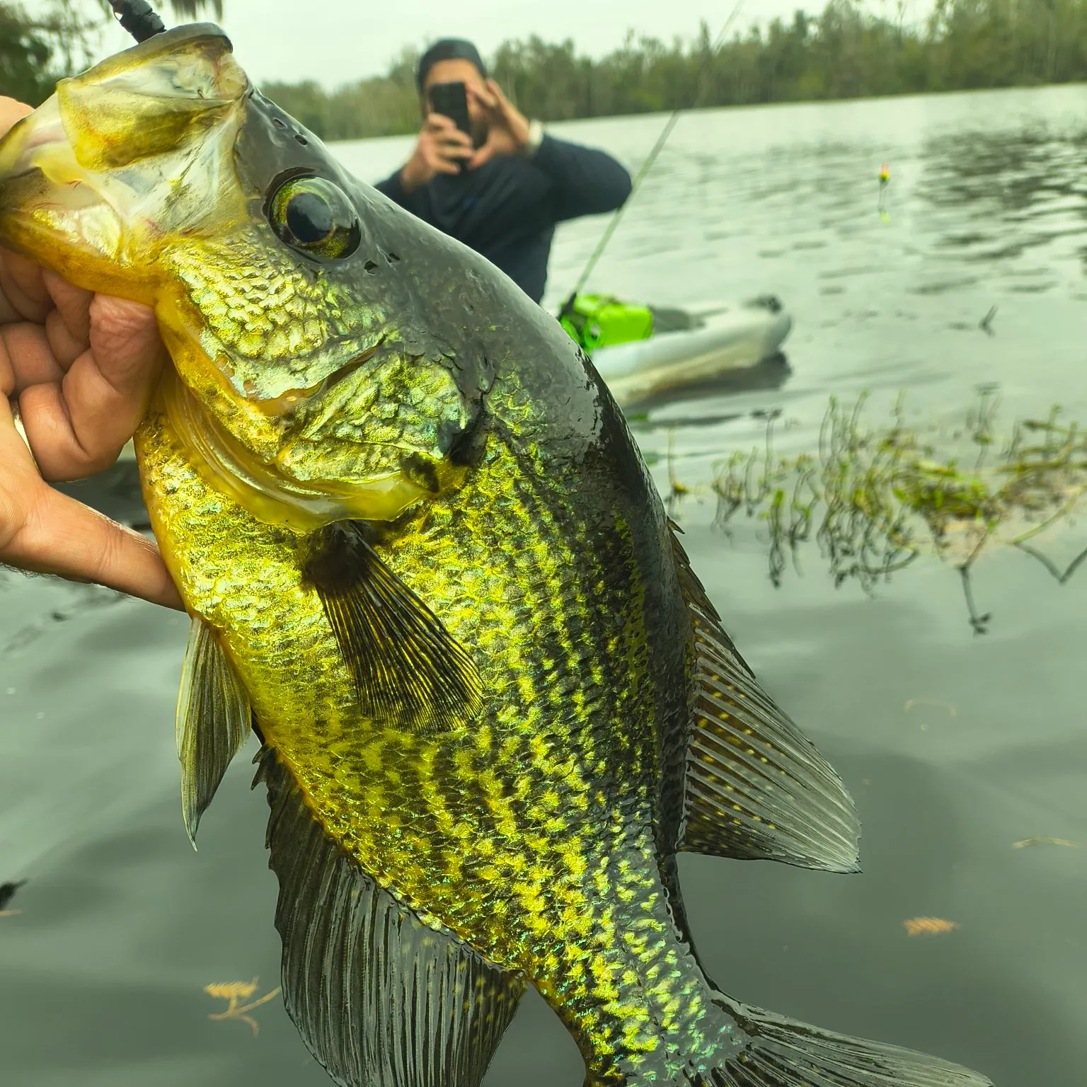 Black crappie caught on Fishbrain