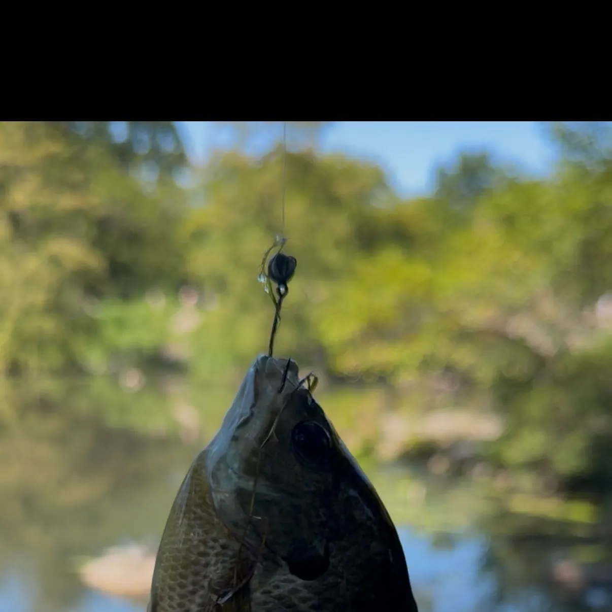 Bluegill caught on Fishbrain