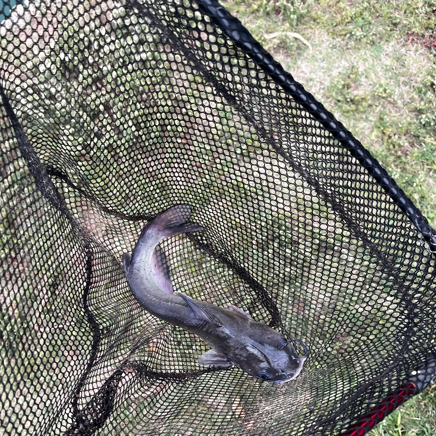 Channel catfish caught on Fishbrain