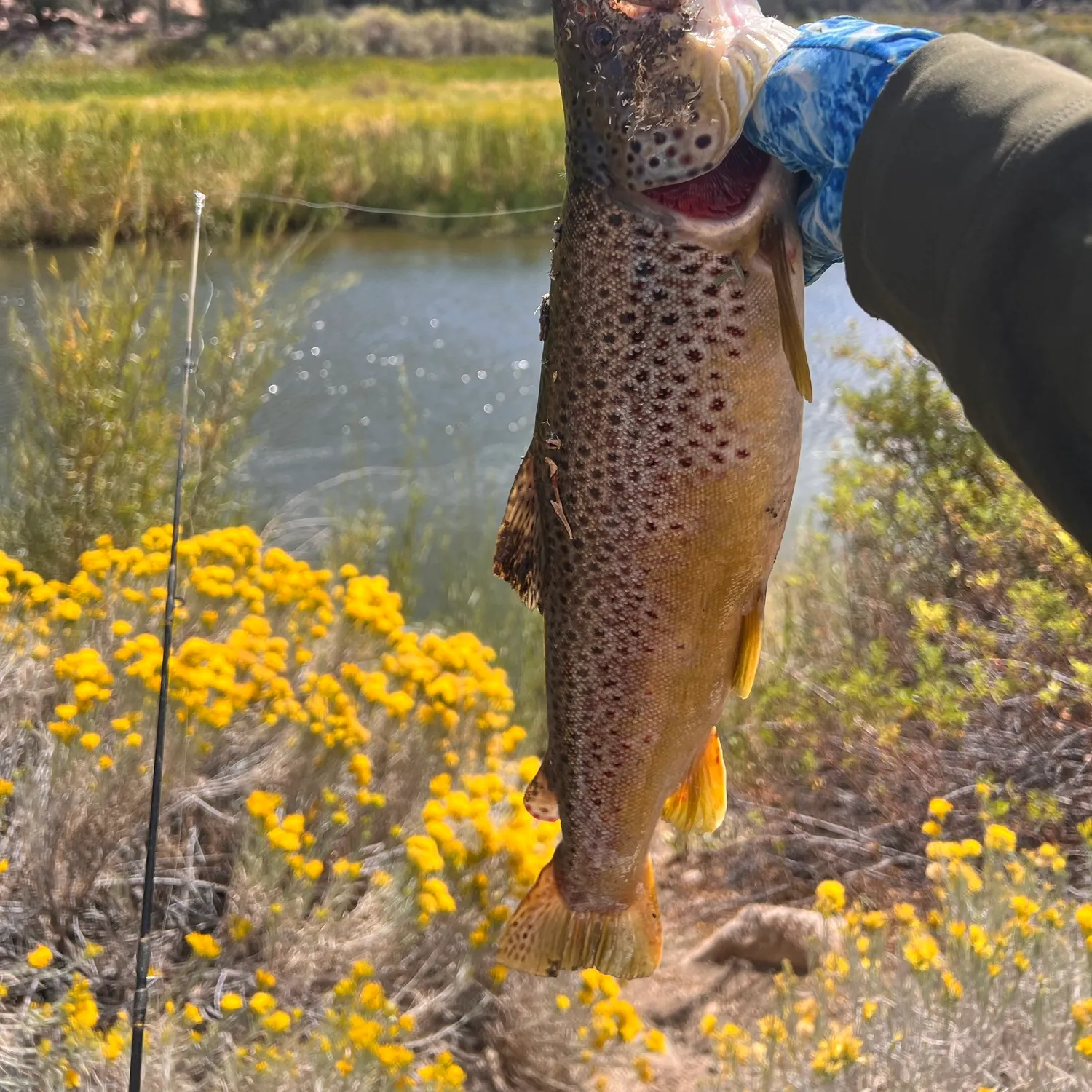 Brown trout caught on Fishbrain