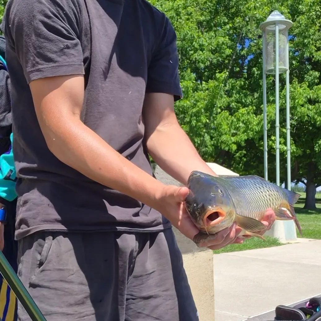 Common carp caught on Fishbrain