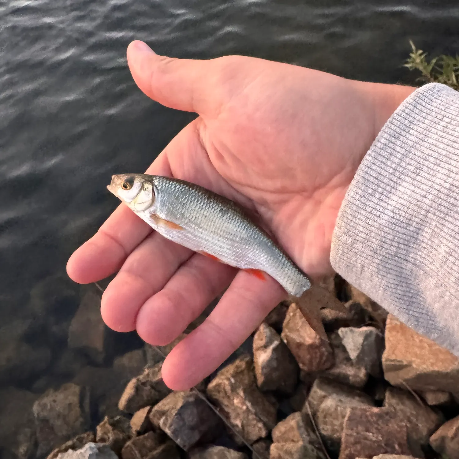 European chub caught on Fishbrain