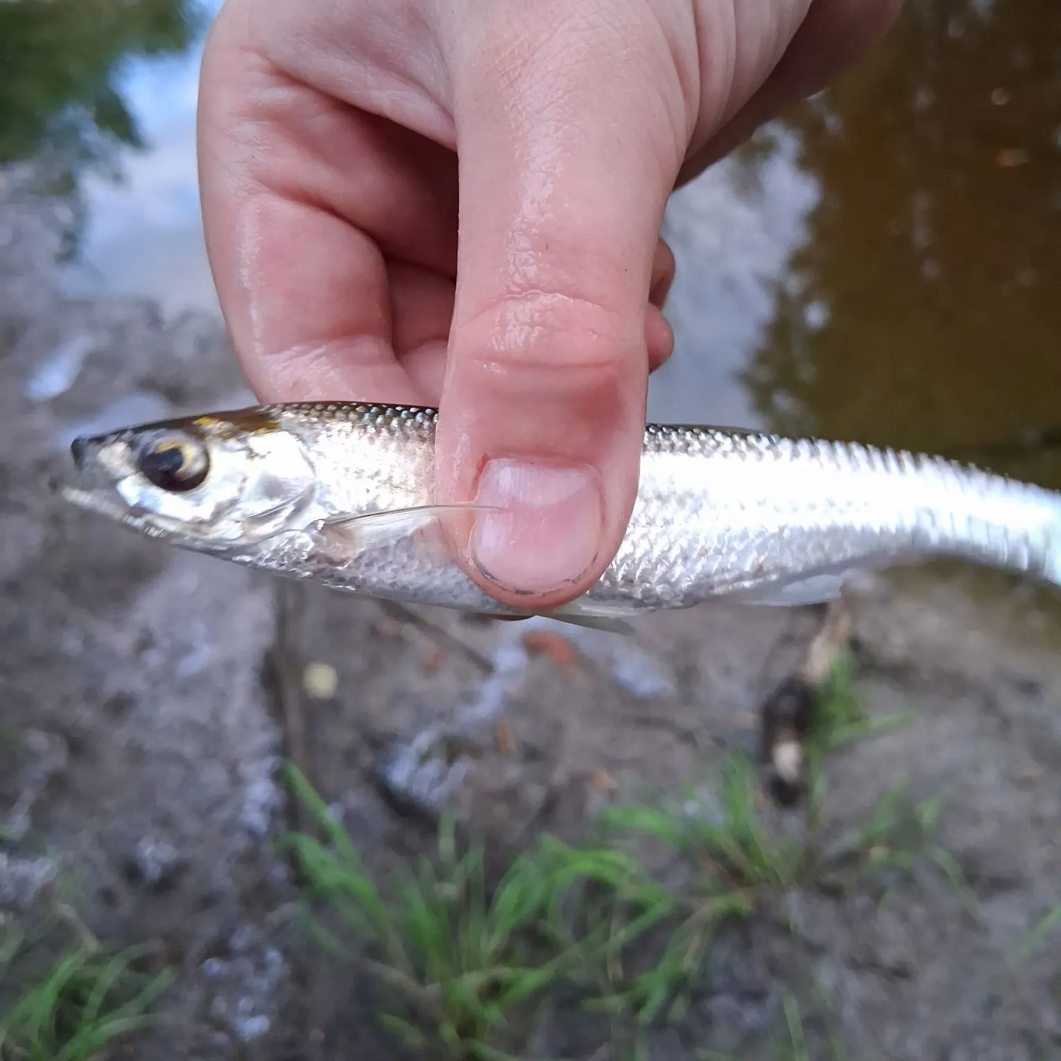 Common bleak caught on Fishbrain