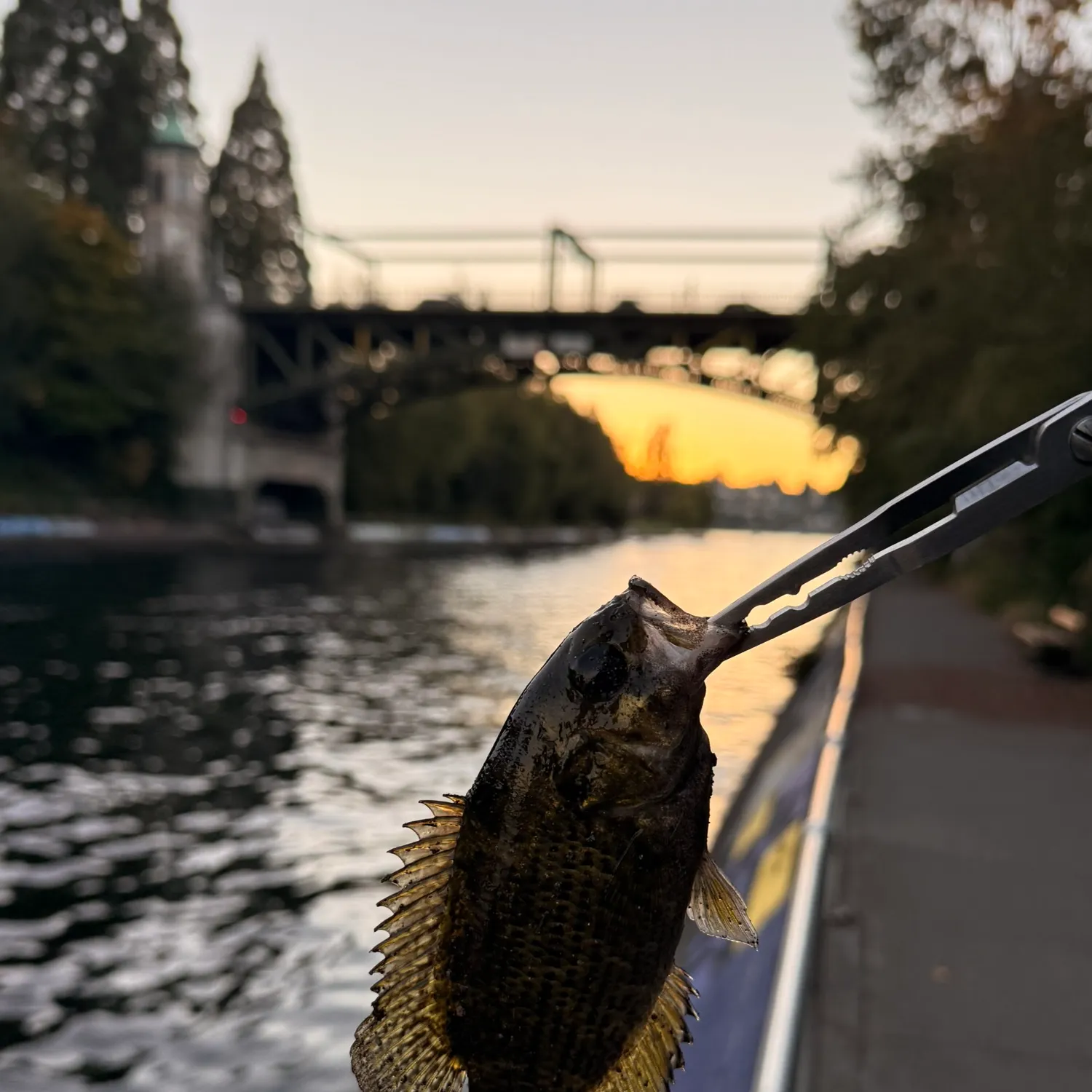 Rock bass caught on Fishbrain
