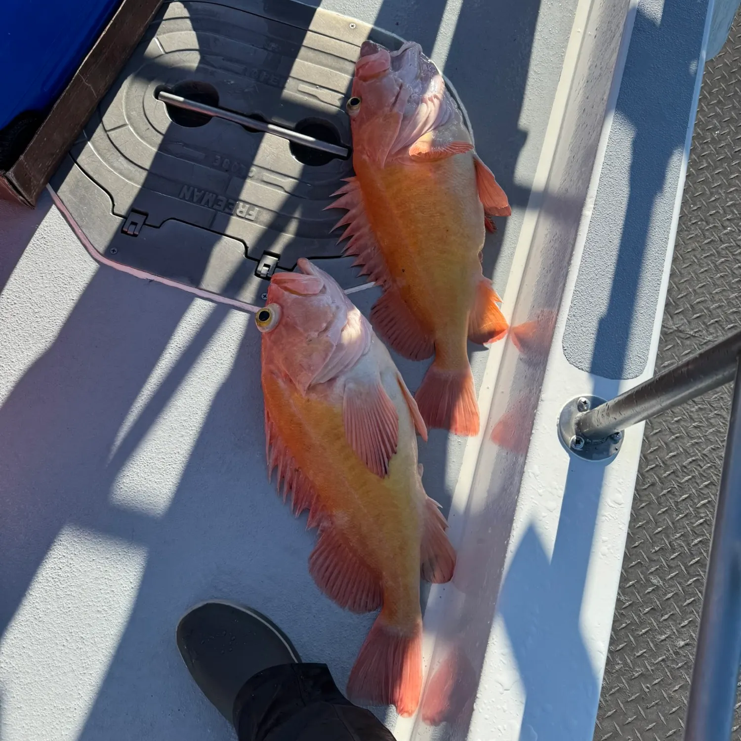 The most recent Yelloweye rockfish catches on Fishbrain