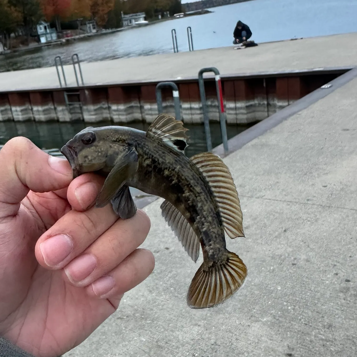 Round goby caught on Fishbrain