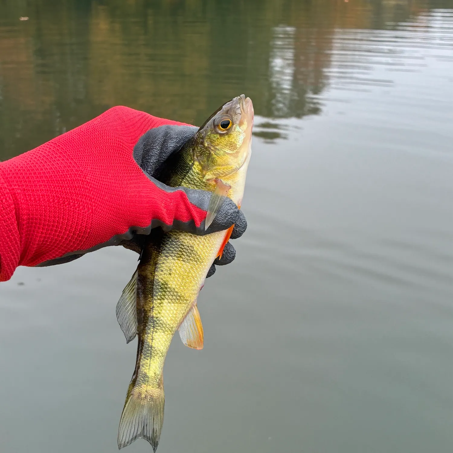 Yellow perch caught on Fishbrain