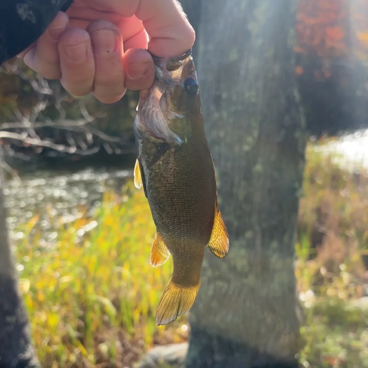 Smallmouth bass caught on Fishbrain