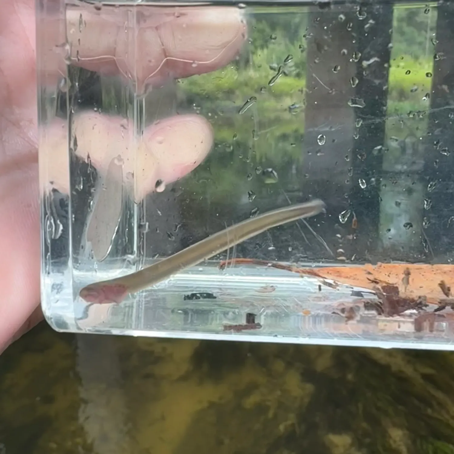 The most recent Western brook lamprey catches on Fishbrain
