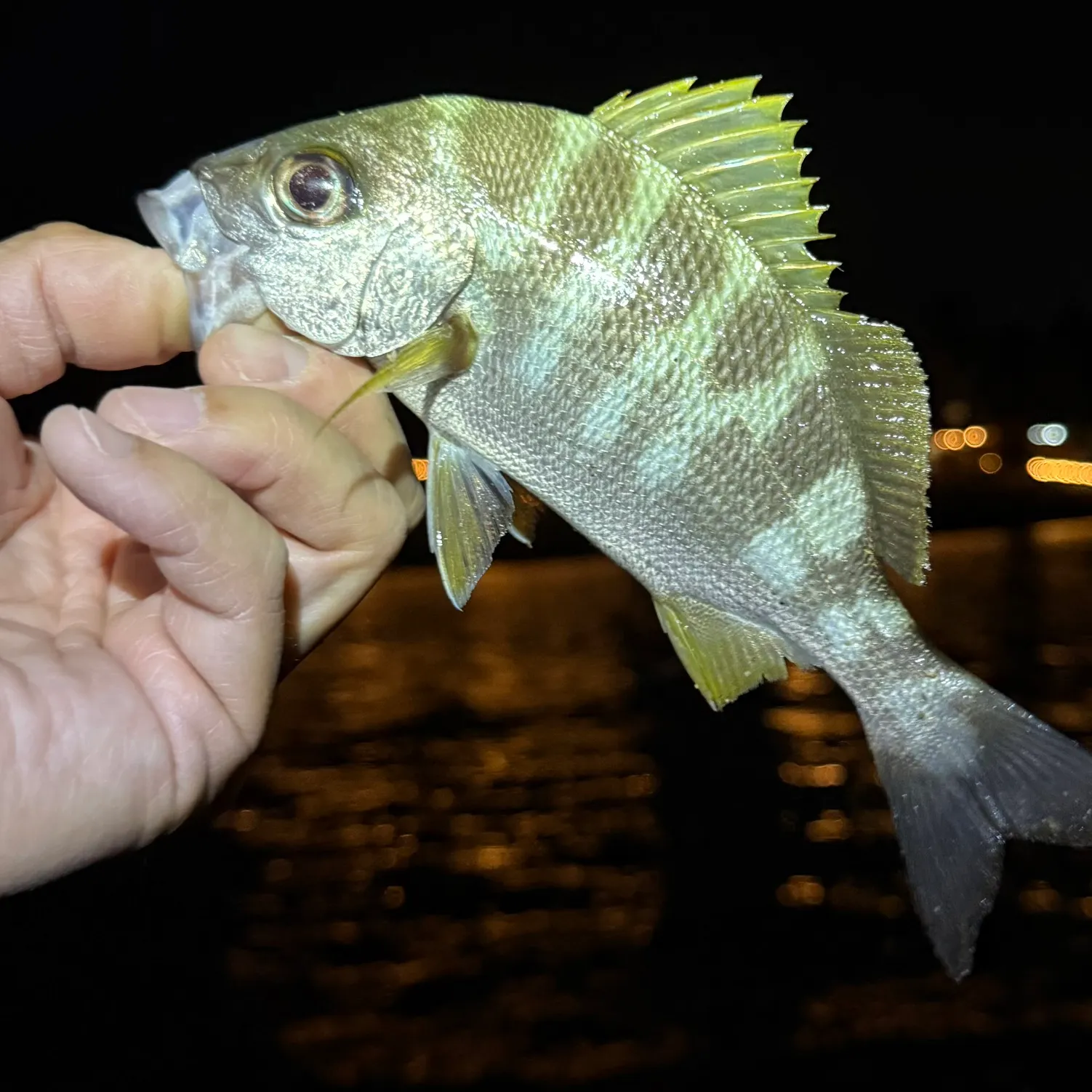 The most recent Barred grunt catches on Fishbrain