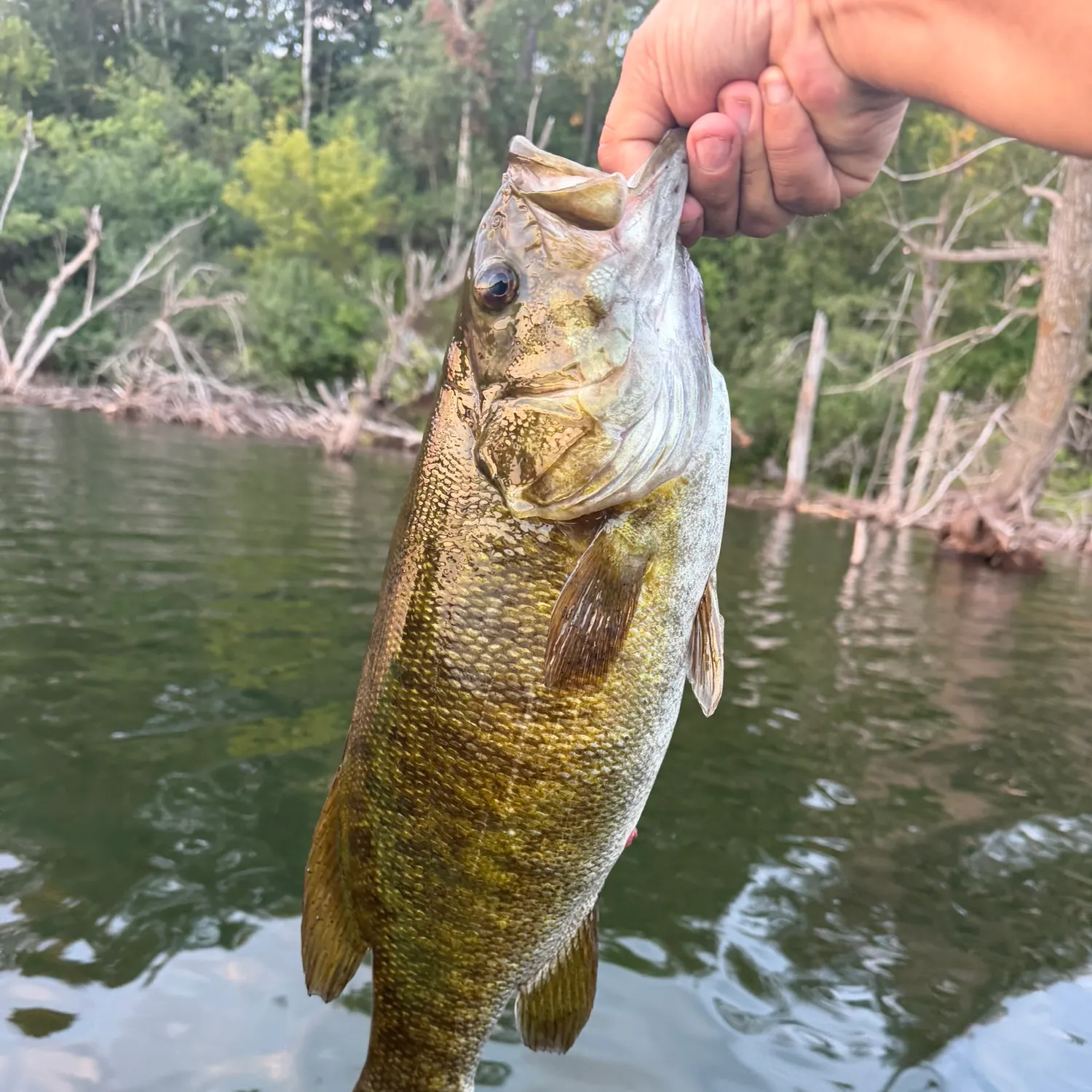 Smallmouth bass caught on Fishbrain