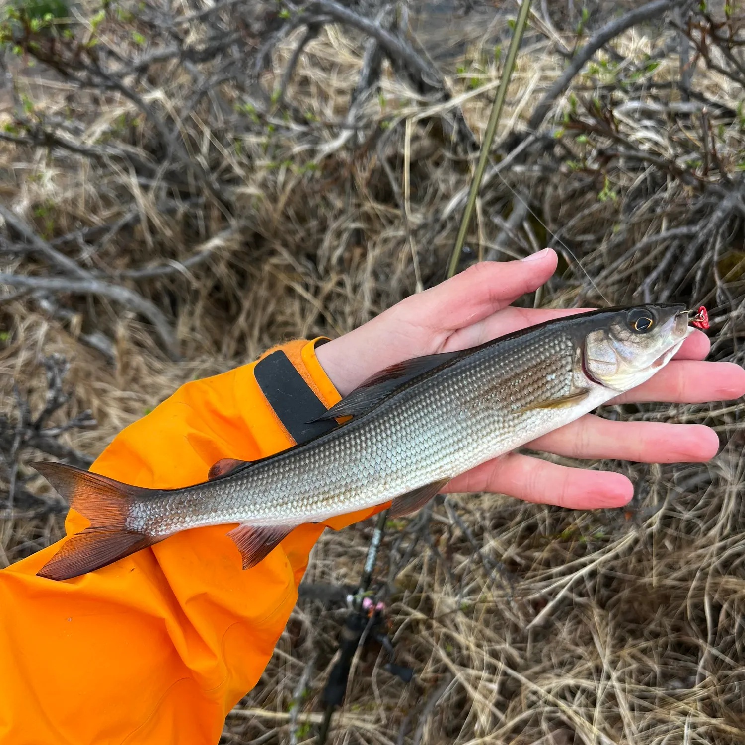 The most recent European grayling catches on Fishbrain