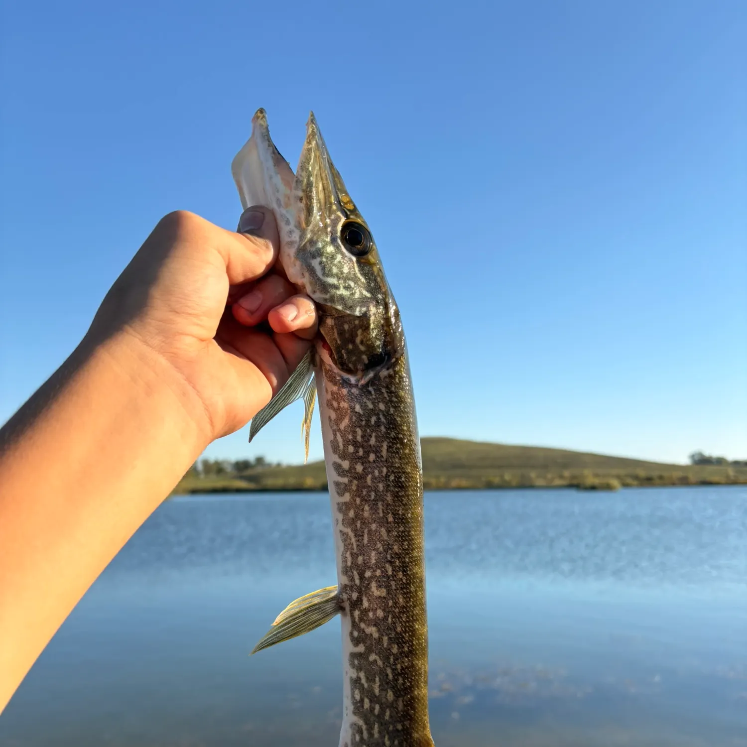 Northern pike caught on Fishbrain